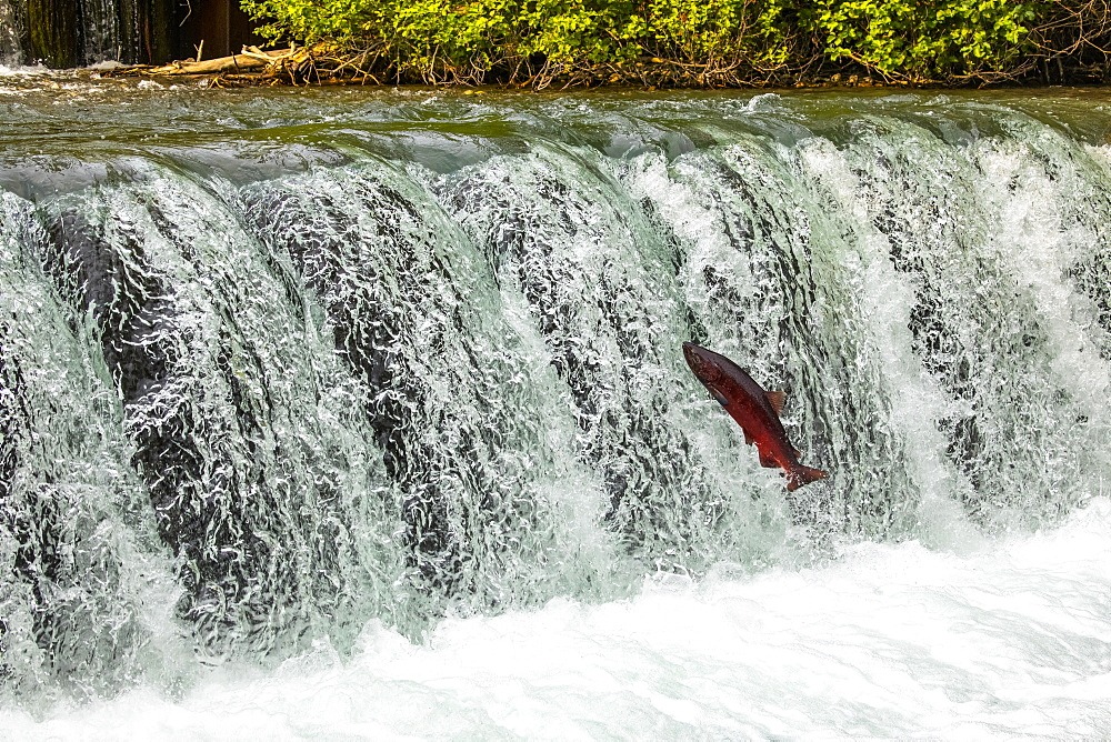 A King Salmon, also known as Chinook salmon (Oncorhynchus tshawytscha), attempts to jump the falls at the Fish Hatchery pond, South-central Alaska; Anchorage, Alaska, United States of America