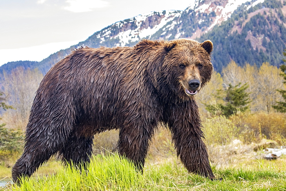 Brown bear (Ursus arctos) boar, large male looks at camera, Alaska Wildlife Conservation Center, South-central Alaska; Alaska, United States of America