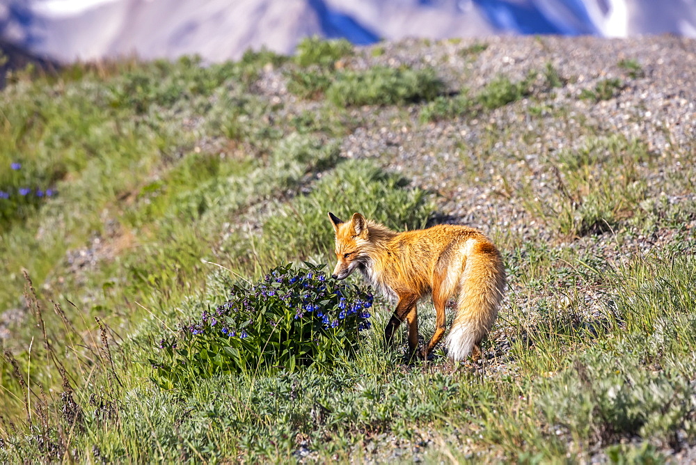 A Red fox (Vulpes vulpes) stops to sniff a bush of bluebells (Hyacinthoides) before continuing his hunt along the road, Denali National Park and Preserve; Alaska, United States of America