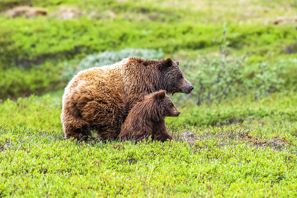 Grizzly bear (Ursus arctos horribilis) sow and cub on tundra, Denali National Park and Preserve; Alaska, United States of America