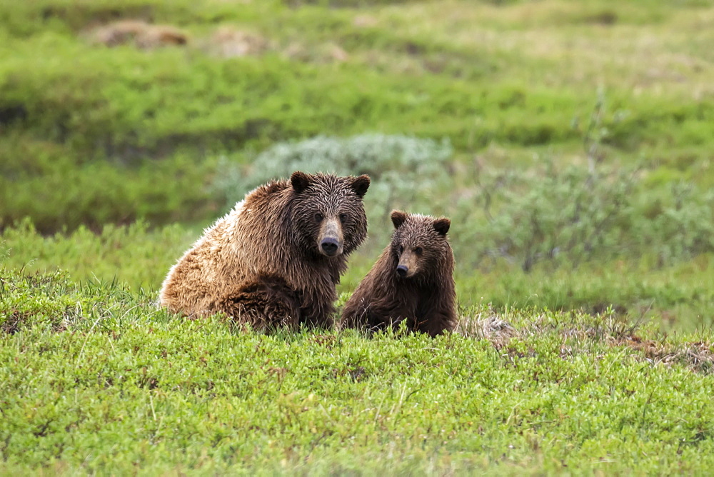 Grizzly bear (Ursus arctos horribilis) sow and cub on tundra, Denali National Park and Preserve; Alaska, United States of America