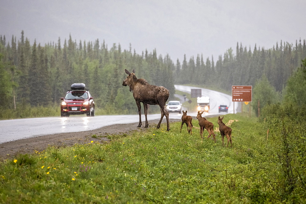 Cow moose (Alces alces) with rare triplet calves try to cross the Park Road in a rainstorm, however, turned back and went into the woods possibly because of the traffic, Denali National Park and Preserve; Alaska, United States of America