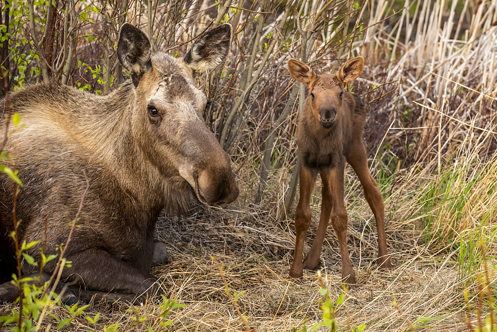 Cow moose (Alces alces) and newborn calf, South-central Alaska; Anchorage, Alaska, United States of America