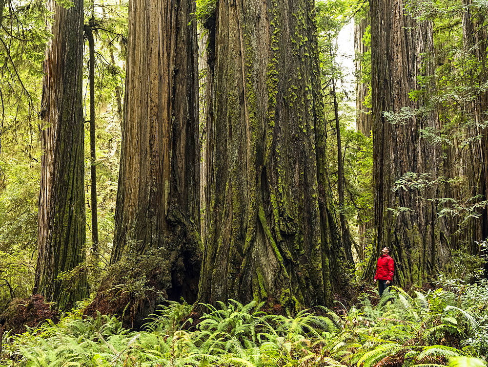 Man standing in the Redwood Forests of Northern California. The trees are massive and reach skyward; California, United States of America