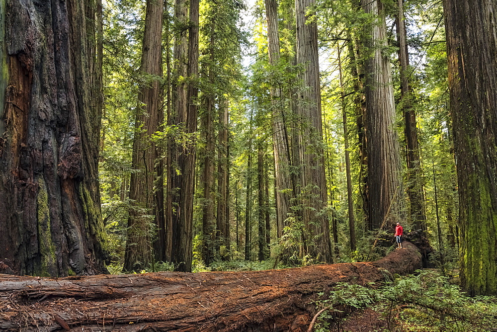 Man standing in the Redwood Forests of Northern California. The trees are massive and reach skyward; California, United States of America