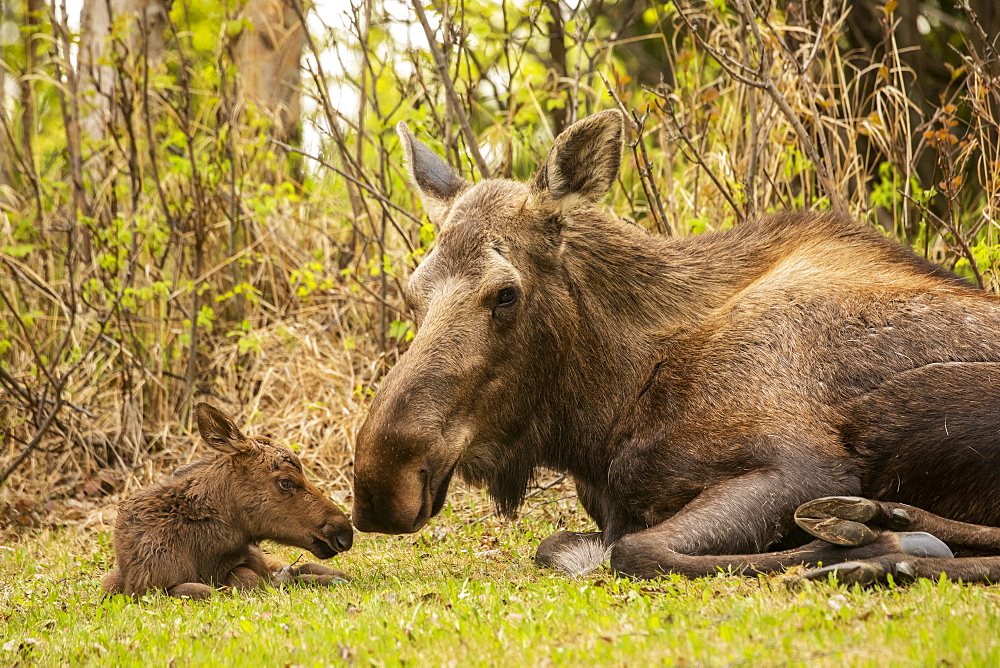 Tender moment between cow moose (Alces alces) and calf, South-central Alaska; Anchorage, Alaska, United States of America