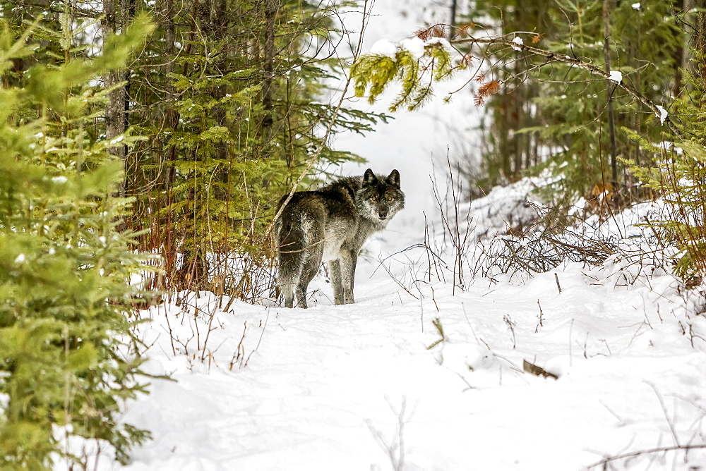 Wolf (Canis lupus) standing in snow; Golden, British Columbia, Canada