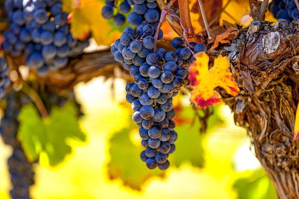 Clusters of grapes (vitis) on a vine with autumn coloured foliage, Okanagan Valley vineyards; British Columbia, Canada