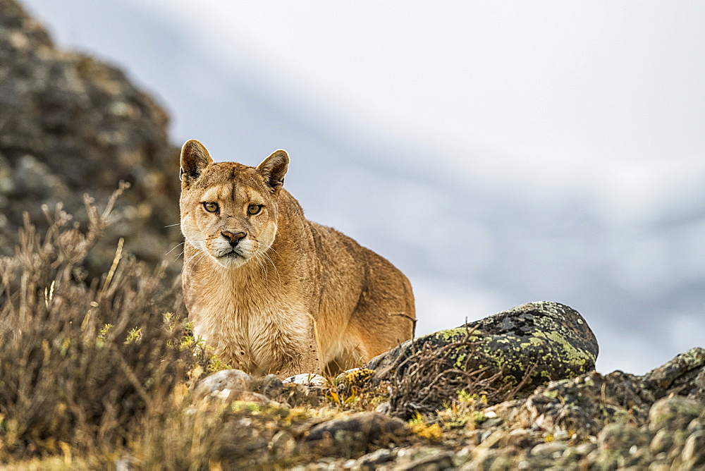 Puma standing in the landscape in Southern Chile; Chile