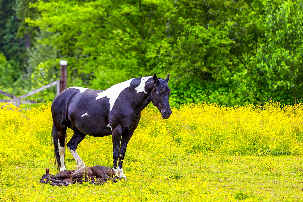 Horse standing in a pasture with foal lying at it's feet; Canada