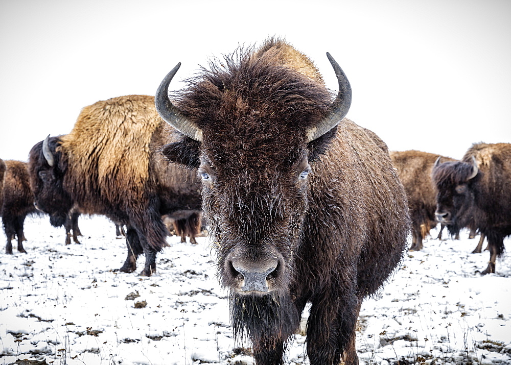 Close-up of Plains Bison (Bison bison) looking at the camera; Manitoba, Canada