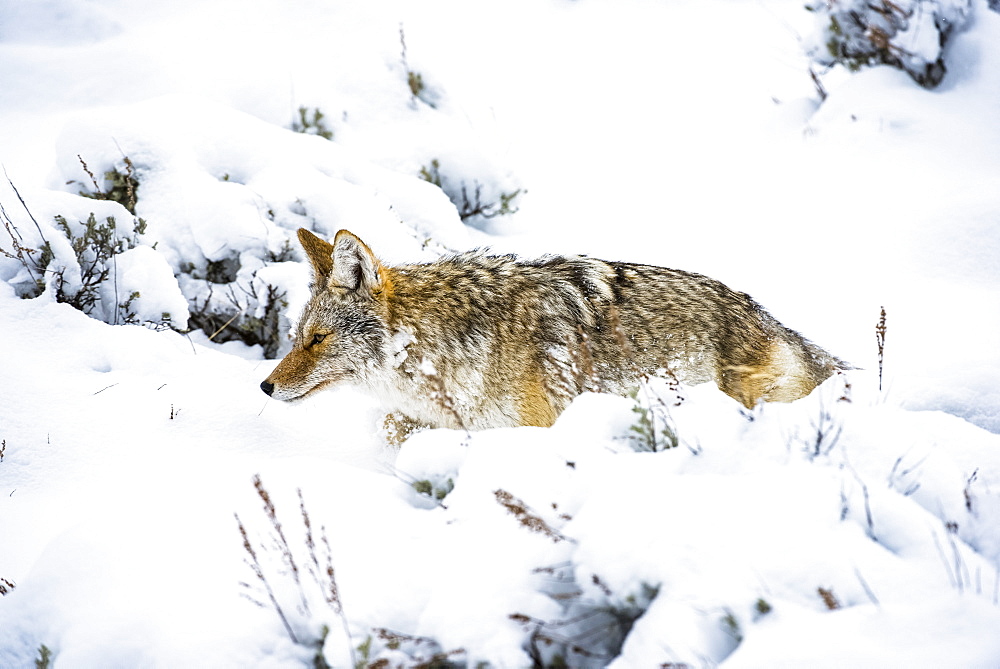 Coyote (Canis latrans) trudging through deep snow in Yellowstone National Park; Wyoming United States of America