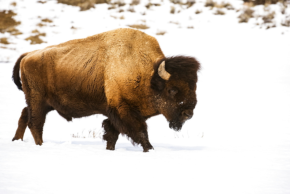 American Bison bull (Bison bison) walking through winter snow in the Lamar Valley, Yellowstone National Park; Wyoming, United States of America