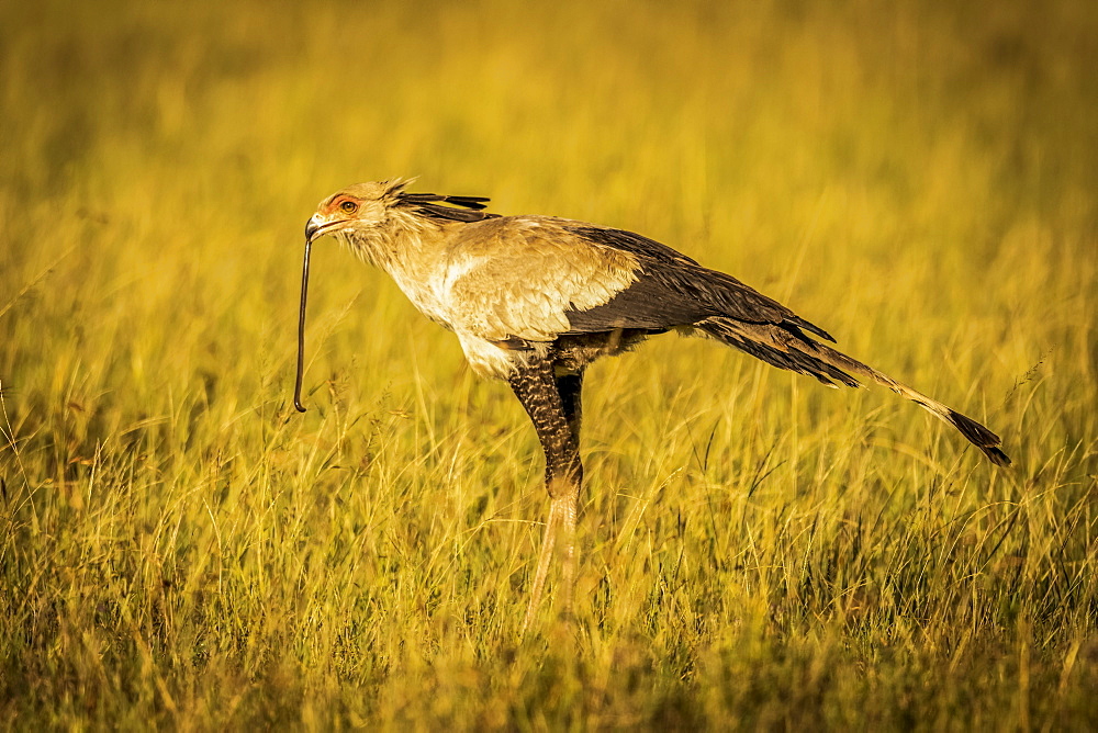 Secretary bird (Sagittarius serpentarius) stands holding snake in beak, Grumeti Serengeti Tented Camp, Serengeti National Park; Tanzania