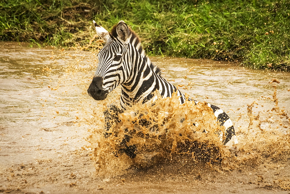 Plains zebra (Equus quagga) struggles across river in spray, Cottar's 1920s Safari Camp, Maasai Mara National Reserve; Kenya