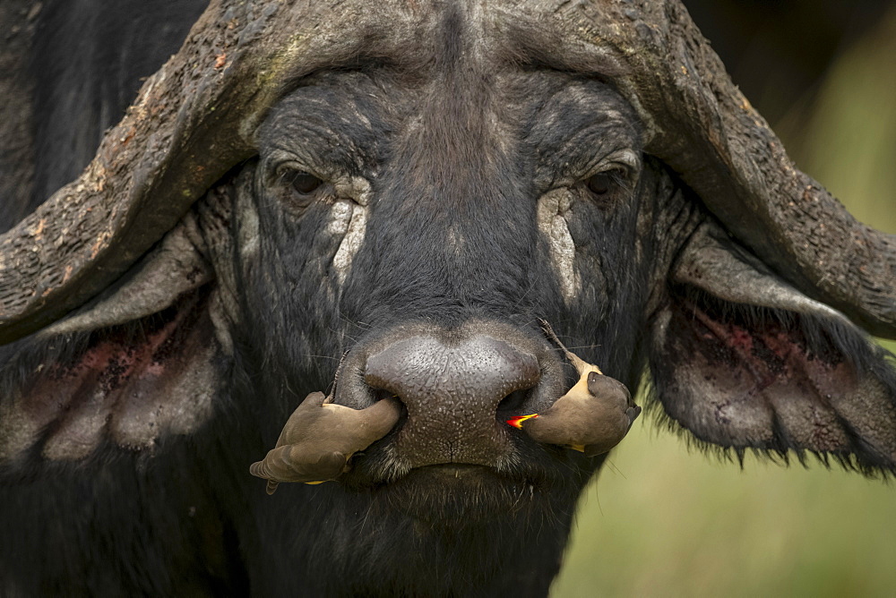 Two yellow-billed oxpeckers (Buphagus africanus) in Cape buffalo (Syncerus caffer) nostrils, Klein's Camp, Serengeti National Park; Tanzania