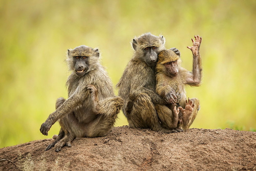 Olive baboon (Papio anubis) sits cuddling baby beside another, Grumeti Serengeti Tented Camp, Serengeti National Park; Tanzania