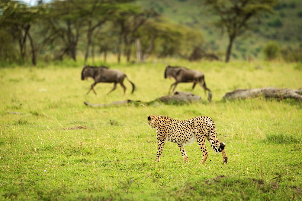 Male cheetah (Acinonyx jubatus) watches two galloping blue wildebeest (Connochaetes taurinus), Klein's Camp, Serengeti National Camp; Tanzania