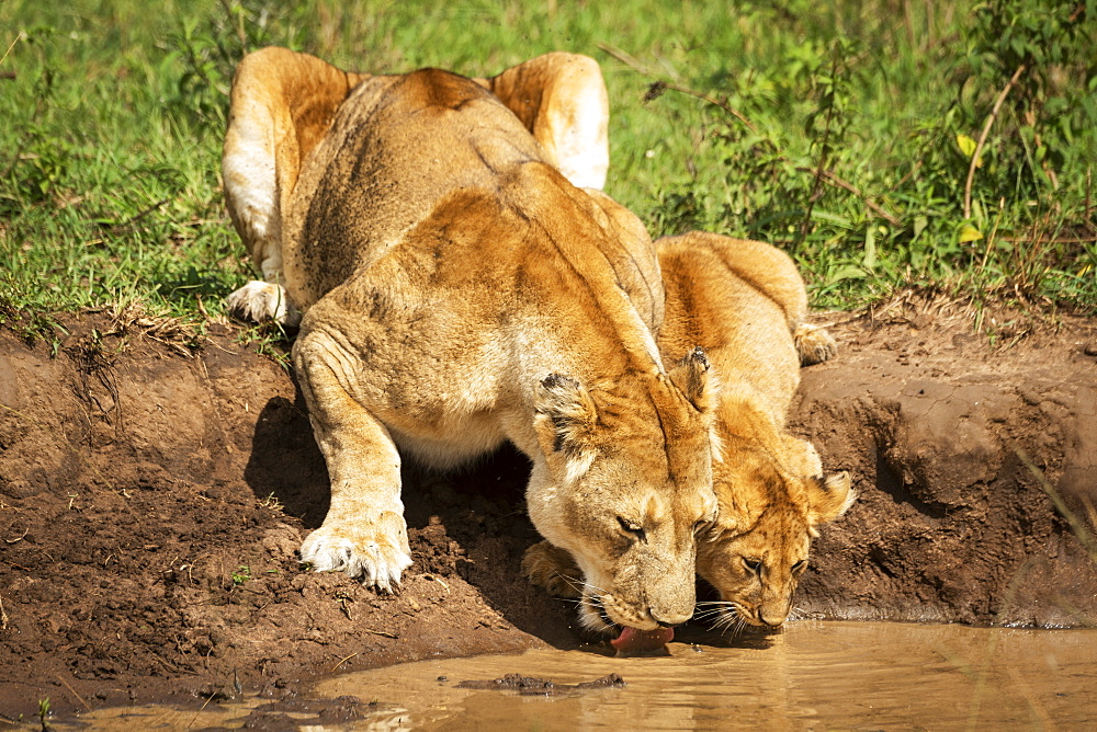 Lioness and cub (Panthera leo) drink from muddy pool, Cottar's 1920s Safari Camp, Maasai Mara National Reserve; Kenya