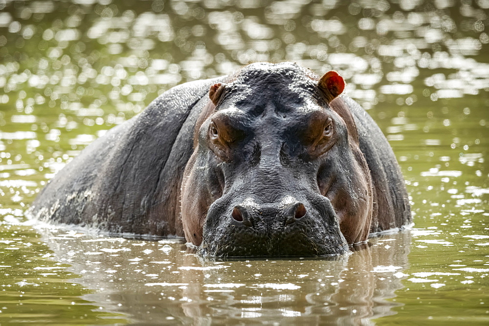 A backlit male hippopotamus (Hippopotamus amphibius) stands half-submerged in water, staring menacingly towards the camera. His skin is pink and grey, and one ear is folded back. Grumeti Serengeti Tented Camp, Serengeti National Park; Tanzania