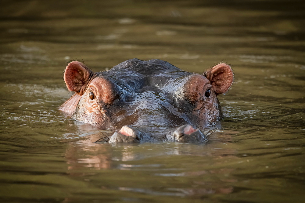 Hippo (Hippopotamus amphibius) stands in water staring at camera, Grumeti Serengeti Tented Camp, Serengeti National Park; Tanzania