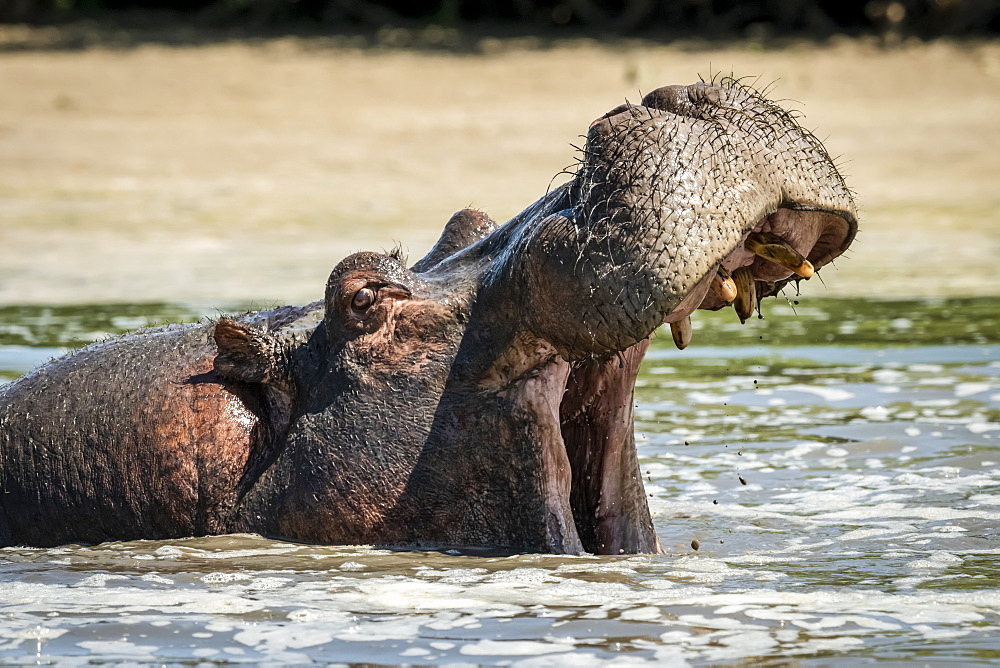 Hippo (Hippopotamus amphibius) opens mouth in foamy river water, Grumeti Serengeti Tented Camp, Serengeti National Park; Tanzania