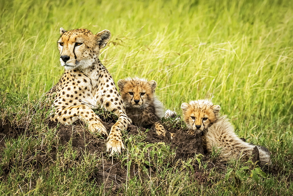 Female cheetah (Acinonyx jubatus) lies on mound with two cubs, Grumeti Serengeti Tented Camp, Serengeti National Park; Tanzania