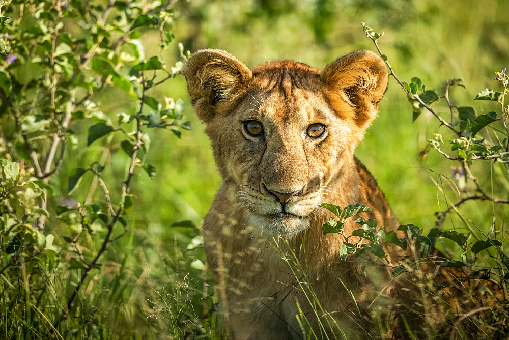 Close-up of lion cub (Panthera leo) sitting in bushes, Grumeti Serengeti Tented Camp, Serengeti National Park; Tanzania