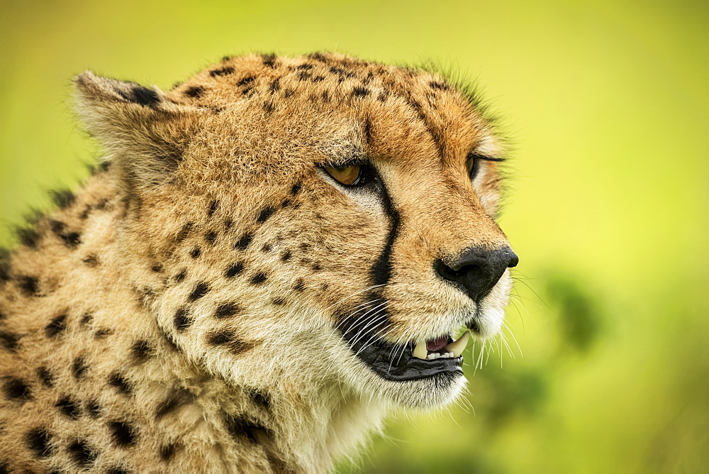 Close-up of cheetah (Acinonyx jubatus) face against blurred background, Klein's Camp, Serengeti National Park; Tanzania