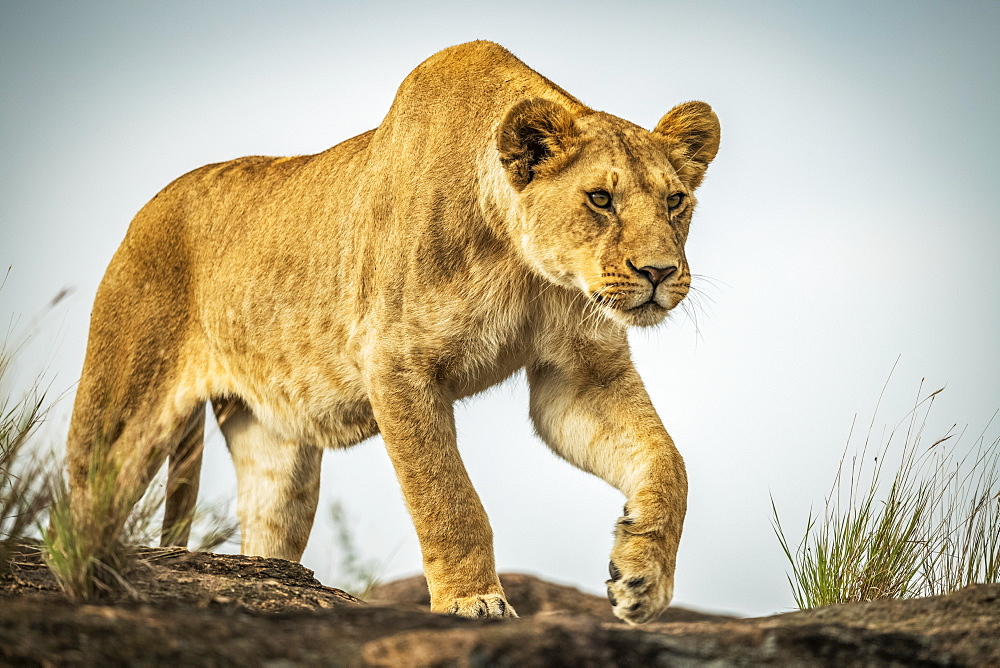 Lioness (Panthera leo) walks on rock under blue sky, Cottar's 1920s Safari Camp, Maasai Mara National Reserve; Kenya