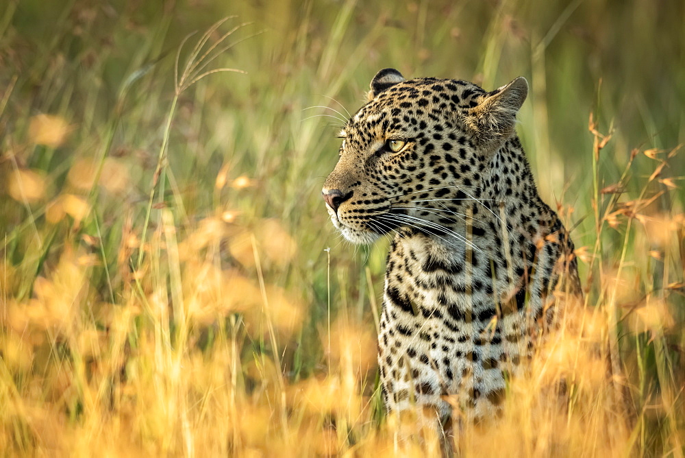 Close-up of leopard (Panthera pardus) sitting in long grass, Grumeti Serengeti Tented Camp, Serengeti National Park; Tanzania