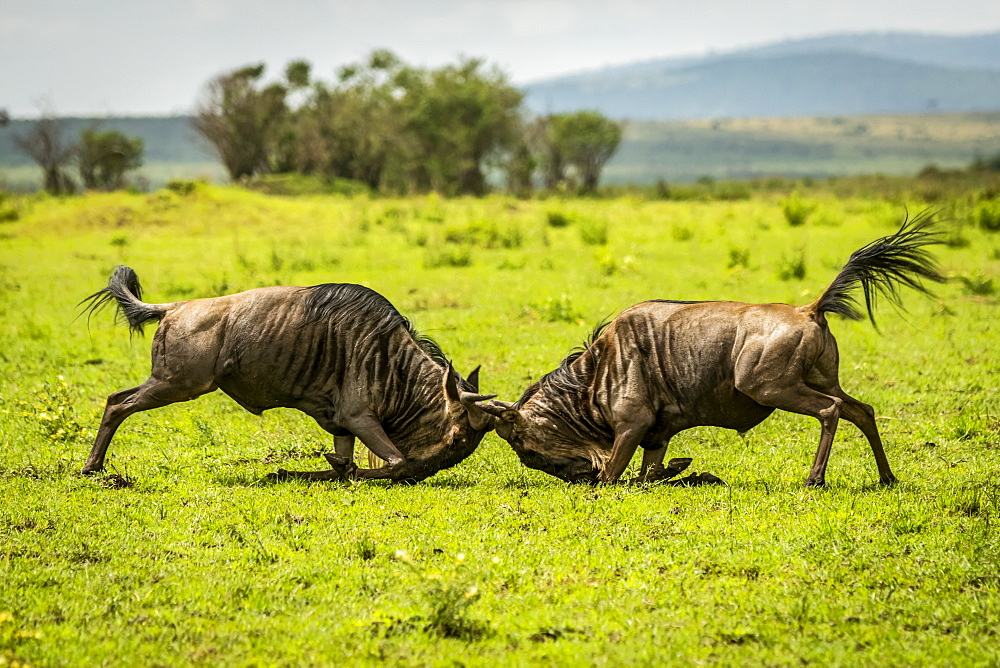 Two male blue wildebeest (Connochaetes taurinus) fighting in grassland, Cottar's 1920s Safari Camp, Maasai Mara National Reserve; Kenya