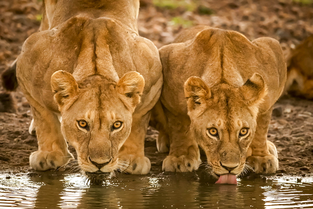 Two lionesses (Panthera leo) lie drinking from water hole, Grumeti Serengeti Tented Camp, Serengeti National Park; Tanzania