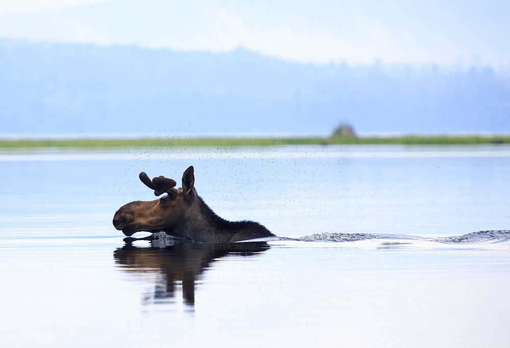 Moose with flies over head crossing river