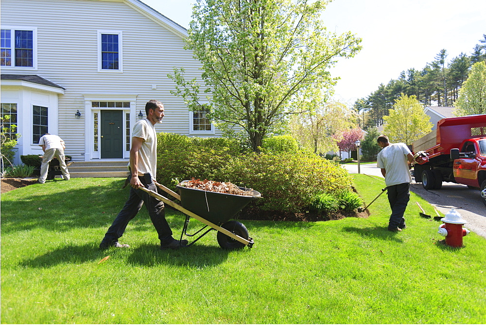 Landscapers clearing weeds at a home garden and carrying them away in a wheelbarrow