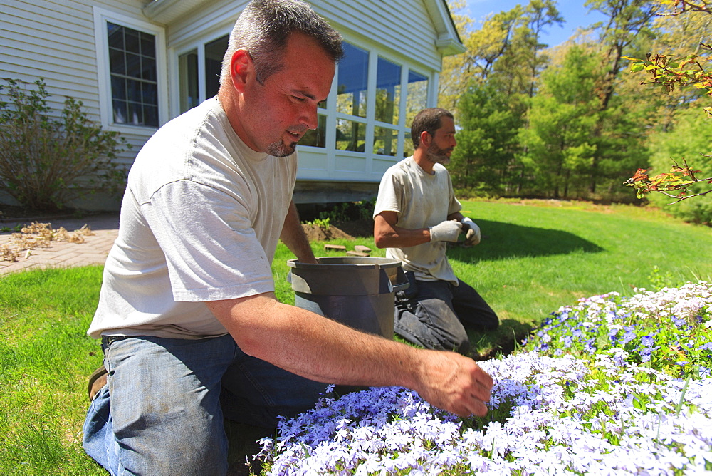 Landscapers weeding a flower garden at a home