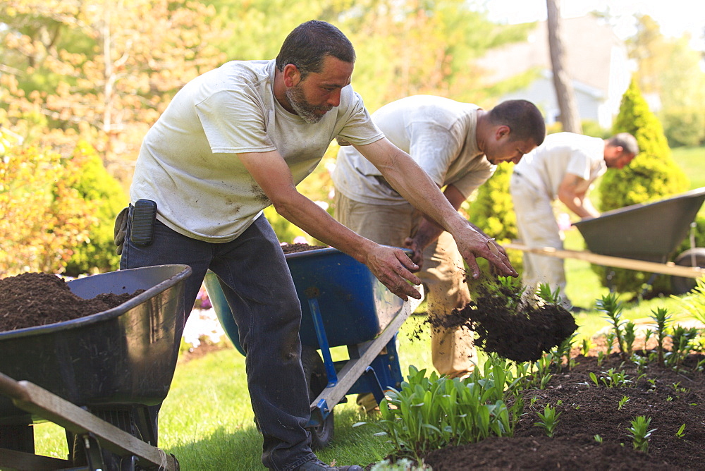 Landscapers putting mulch from wheelbarrows into a home flower garden