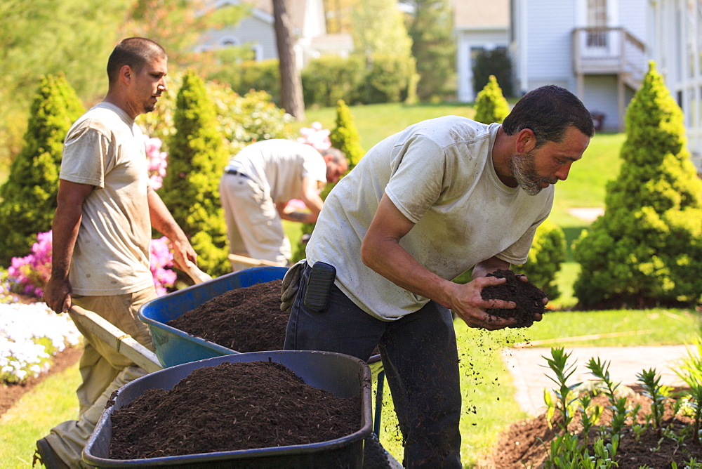 Landscapers putting mulch from wheelbarrows into a home flower garden