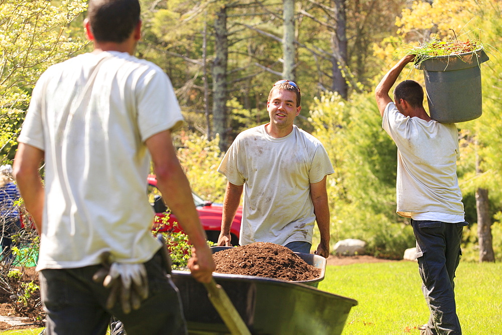 Landscapers carrying mulch to a garden in wheelbarrows