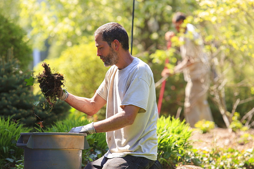 Landscaper clearing weeds from a garden into a bin