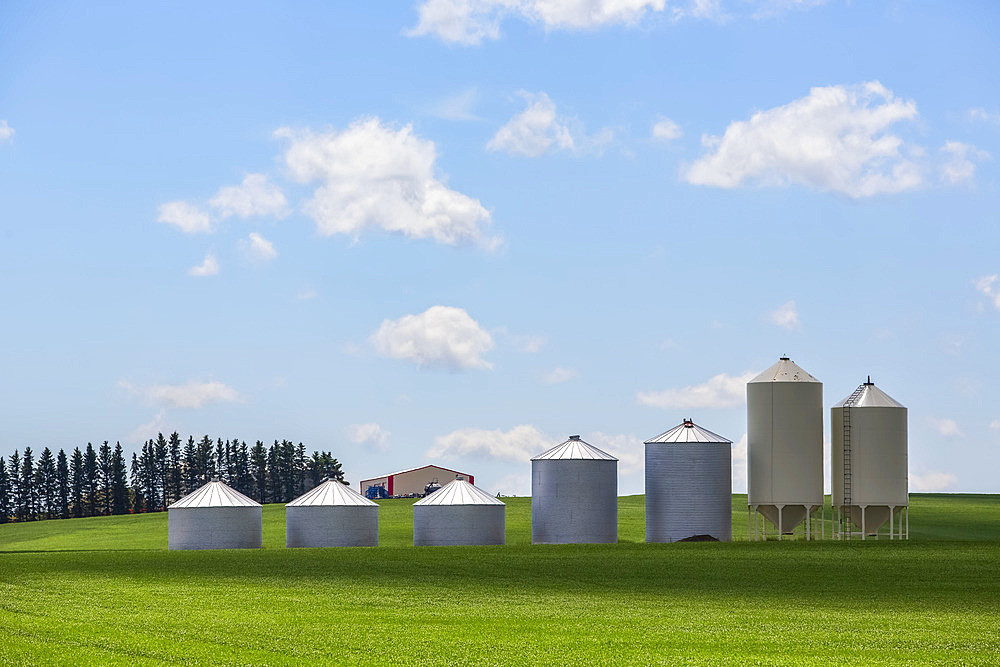 Silos in a row on a green field of farmland under a big blue sky with cloud; Alberta, Canada