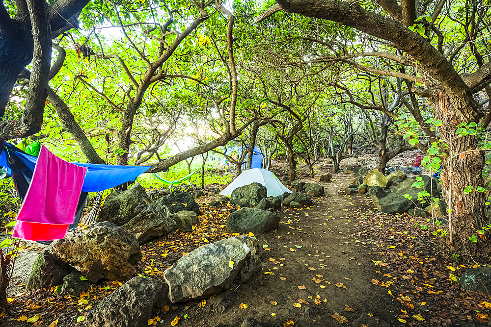 Kalalau Campground in woods by Kalalau Beach, Na Pali Coast State Park; Kauai, Hawaii, United States of America