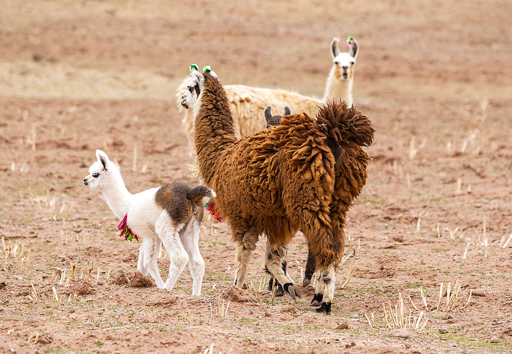 Llamas and cria (Lama glama); Nor Lipez Province, Potosi Department, Bolivia