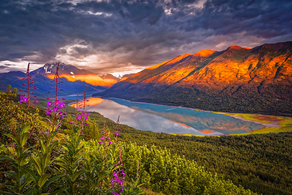 Aerial view of the sunset glow on Chugach Mountains, and reflection on Eklutna Lake. Common Fireweed (Chamaenerion angustifolium) blooming in the foreground. Chugach State Park, South-central Alaska in summertime; Alaska, United States of America