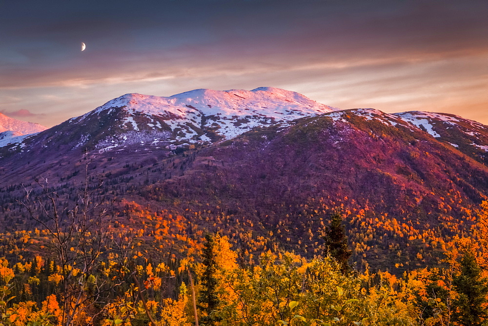 Sunset glow on snow dusted Chugach Mountains with fall coloured foliage, Crescent Moon appears over mountain. Chugach State Park, South-central Alaska in autumn; Anchorage, Alaska, United States of America