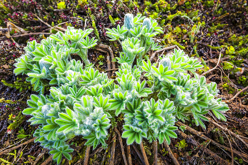 Lupine (Lupinus Nootkatensis) shoots and buds, Chugach National Forest, Kenai Peninsula, South-central Alaska in springtime; Seward, Alaska, United States of America