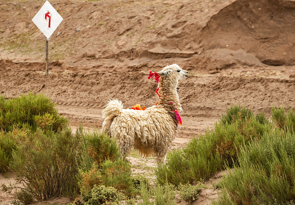 Llama (Lama glama) standing at a roadside with decorative tassels; Nor Lipez Province, Potosi Department, Bolivia