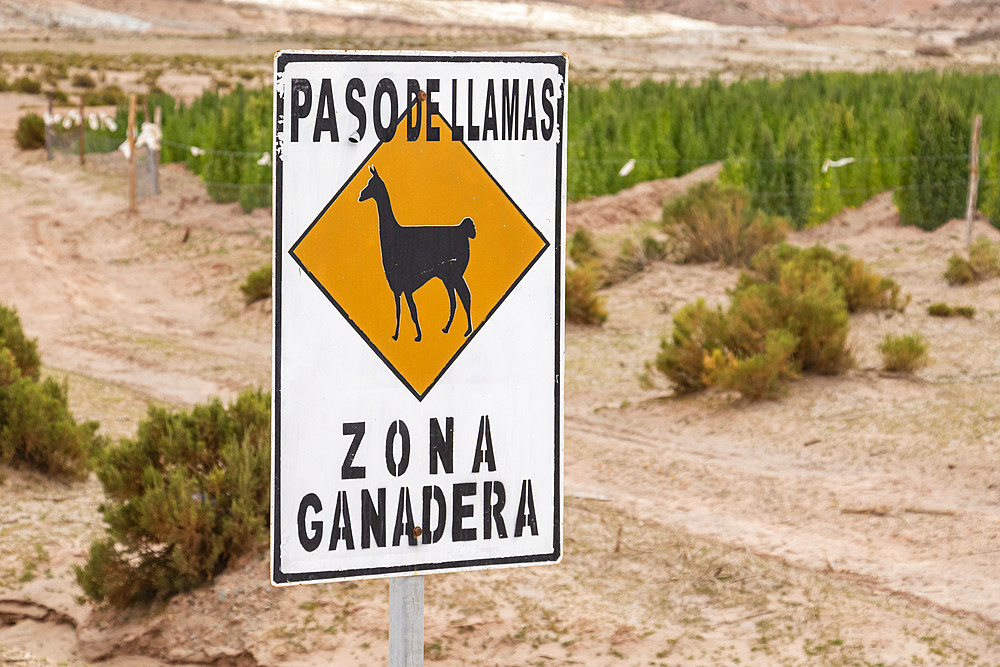 Llama crossing sign on Carretera 701; Nor Lipez Province, Potosi Department, Bolivia