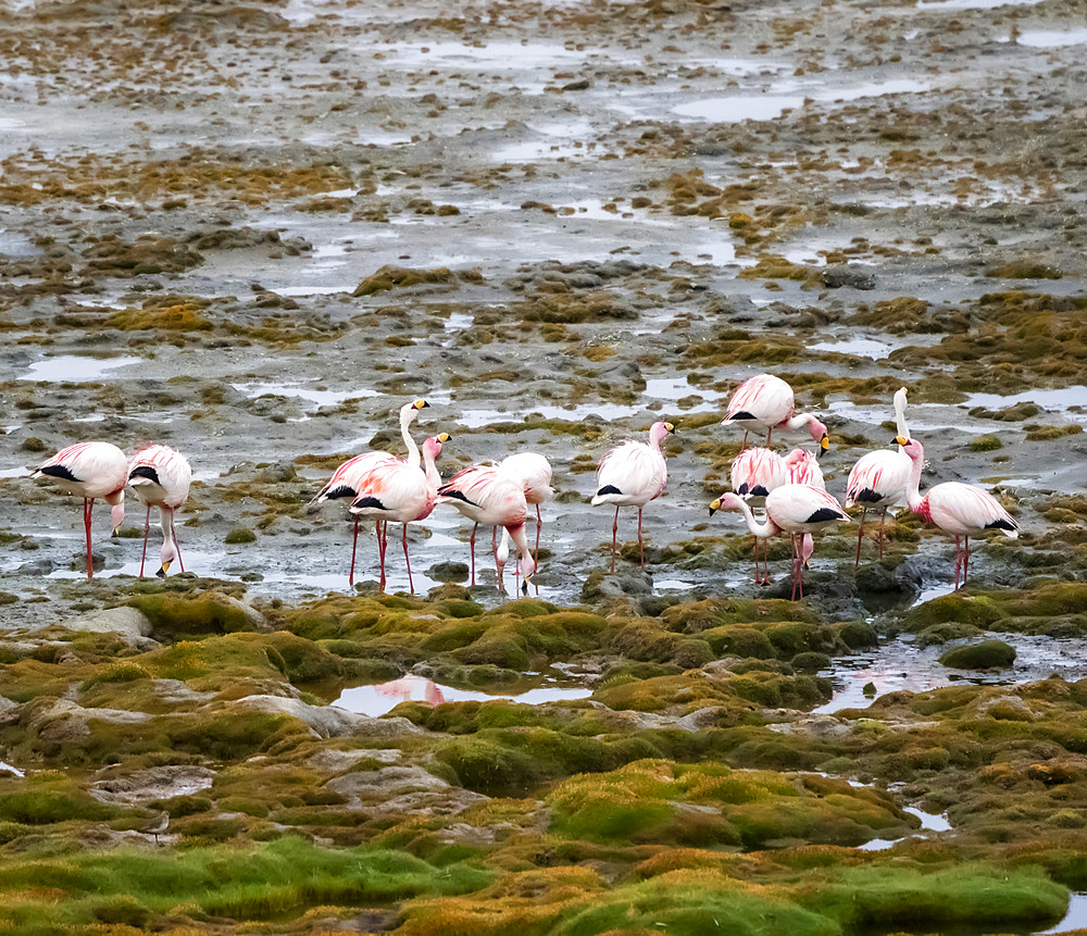 Flamingos on Laguna Colorada, Eduardo Avaroa National Park; Potosi Department, Bolivia