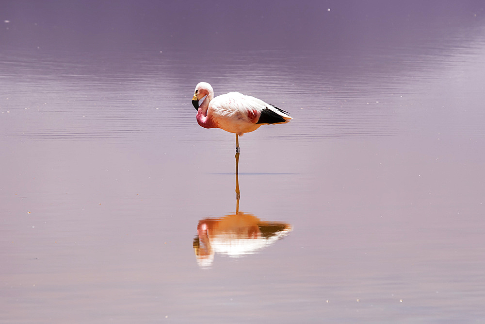 Flamingo standing on one leg in Laguna Colorada, Eduardo Avaroa National Park; Potosi Department, Bolivia